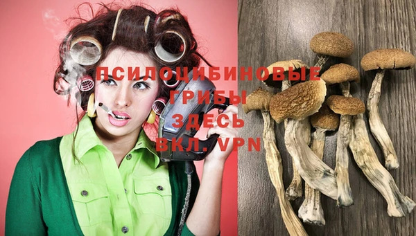 прущие грибы Баксан